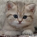 ��� ���� ���� �� ������� ����� ��� ������������