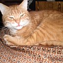 ���� �����, ����������, 36 ��� - ��������� 19 ������� 2009 � ������ �����