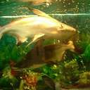 ���� Ferro, ��� - ��������� 31 ���� 2011 � ������ �������