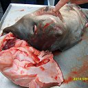 ���� Galina, ������ - ��������� 15 �������� 2010 � ������ �������