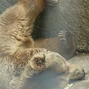   ( ), , 64  -  2  2013     