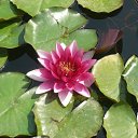 ���� �����, �����, 43 ���� - ��������� 30 ������ 2009 � ������ �����