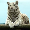 ���� ���, ������� - ��������� 7 ���� 2010 � ������ �������