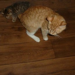 ���� ���������, �����������, 23 ���� - ��������� 27 ������� 2012