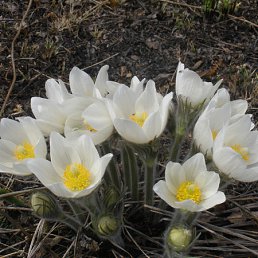 ���� �������, ������, 51 ��� - ��������� 25 ������ 2011