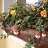 ���� ������ �, �����-���������, 66 ��� - ��������� 19 ���� 2012