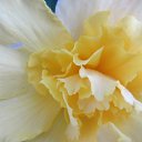 ���� �����, ��������, 38 ��� - ��������� 20 ���� 2012 � ������ �������