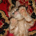 ���� �������, ������, 42 ���� - ��������� 13 ������ 2011 � ������ ������ ���� ))�