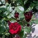 ���� �������, ������, 57 ��� - ��������� 14 ���� 2012 � ������ ���� ������