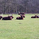 ���� ��op�, ����, 44 ���� - ��������� 25 ��� 2013 � ������ �Woburn Safari Park(Uk)�