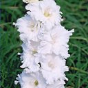 ���� �������, ����, 65 ��� - ��������� 7 ������� 2010 � ������ ������ �����������