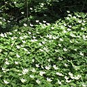 ���� ������, �����������, 55 ��� - ��������� 11 ������� 2012 � ������ ����� 2011�