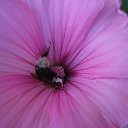 ���� ����, ������, 25 ��� - ��������� 26 �������� 2009 � ������ �������