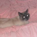 ���� ����, ������� �����, 50 ��� - ��������� 26 �������� 2011 � ������ �������