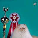 ���� ��������, ������ - ��������� 8 ������� 2012 � ������ ���� ������