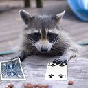 ���� Shok, ������, 37 ��� - ��������� 1 ������� 2011 � ������ �������