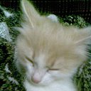 ���� ����, ����, 70 ��� - ��������� 10 �������� 2012 � ������ �������