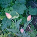 ���� ������, ������, 60 ��� - ��������� 18 ��� 2011 � ������ �����