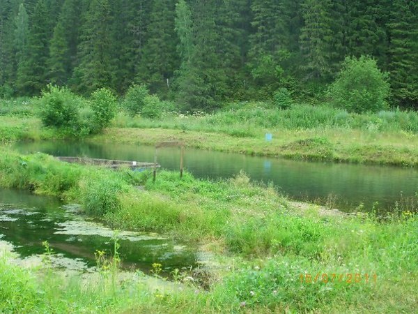 Форелевое хозяйство суксун. Суксун пруд. Суксун фотография пруд. Суксун база отдыха.