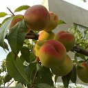 ���� ����, ������ - ��������� 5 ������� 2011