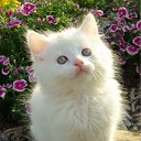 ���� Ihar., �����, 53 ���� - ��������� 18 ��� 2012 � ������ ���� ����������