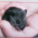 ���� �������, �����, 36 ��� - ��������� 12 ��� 2010 � ������ ����