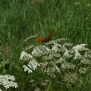 ���� ������, ������, 54 ���� - ��������� 18 ���� 2011 � ������ �������� �������