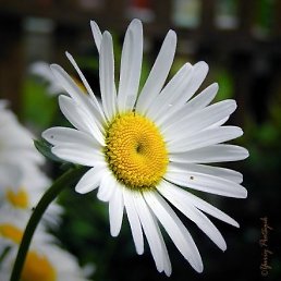 ���� ����, �����������, 77 ��� - ��������� 17 ������ 2011