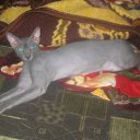  , , 58  -  23  2011   PetLove