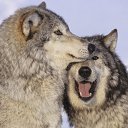  Alla, , 49  -  24  2011    