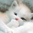 ���� ������ �����, ������, 24 ���� - ��������� 9 ���� 2011 � ������ ������