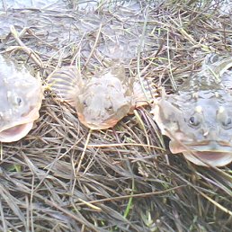 ���� ����, ������, 56 ��� - ��������� 30 ������� 2011