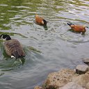 ���� ��������, ������, 73 ���� - ��������� 17 ���� 2012 � ������ �� ���������� �������