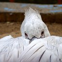 ���� ������, ��������� - ��������� 6 ������ 2011 � ������ ������ �� ����-�����