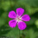 ���� ���������, ������, 71 ��� - ��������� 1 ������ 2012 � ������ ������������� ��� � �������.�