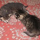 ���� ���������, ������ ��������, 46 ��� - ��������� 28 ������ 2009 � ������ ���� ��������: ������� (31.10.09)�