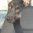 ���� ��������, ������, 55 ��� - ��������� 1 ���� 2011 � ������ ���� ������������ �������