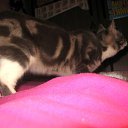 ���� �����, ��������, 33 ���� - ��������� 2 ������ 2011 � ������ ��������� � ��� ��, ��� � ������