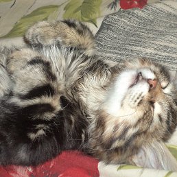 ���� ��������, ������-��-����, 37 ��� - ��������� 6 ����� 2013