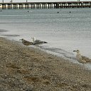 ���� ��������, ��������, 46 ��� - ��������� 5 ������� 2012 � ������ �������