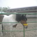 ���� �������, �����������, 32 ���� - ��������� 16 ���� 2011 � ������ ���� ����������