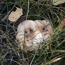  , -, 42  -  31  2011   