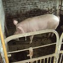 ���� Artiom, �����, 34 ���� - ��������� 28 ���� 2012 � ������ �Ahtirka�