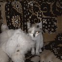 ���� �������, �����������, 46 ��� - ��������� 25 ���� 2011 � ������ �������