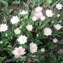 ���� �����, �����-���������, 51 ��� - ��������� 18 ��� 2013 � ������ ���� ����������