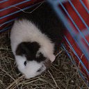 ���� ������-������� ��� ���� �����, ��������, 85 ��� - ��������� 11 ����� 2010 � ������ ���� ��������!�