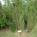 ���� Kombain, �����, 51 ��� - ��������� 15 ������� 2012