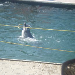 ���� �����, ������� ��������, 50 ��� - ��������� 4 ������� 2011