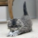 ���� ˸��, ���������, 52 ���� - ��������� 27 ������� 2011 � ������ ������
