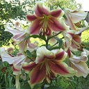 ���� ���������, ���������� - ��������� 5 ������� 2010 � ������ ���������� �����Ȼ